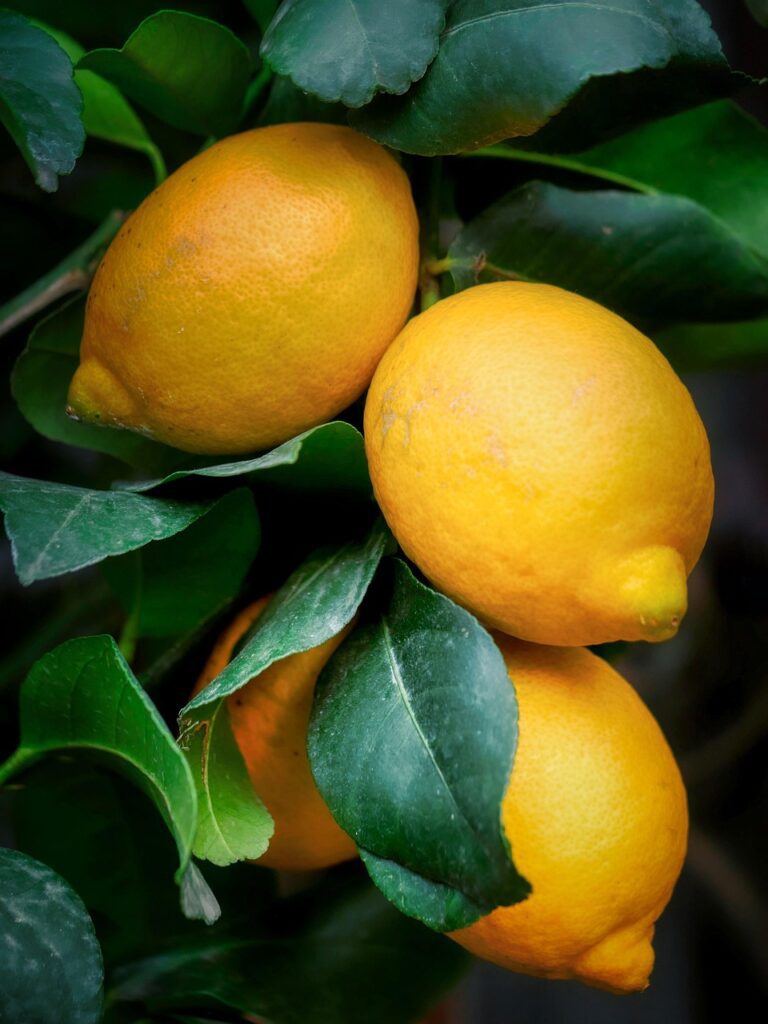 des citrons pour soutenir le foie