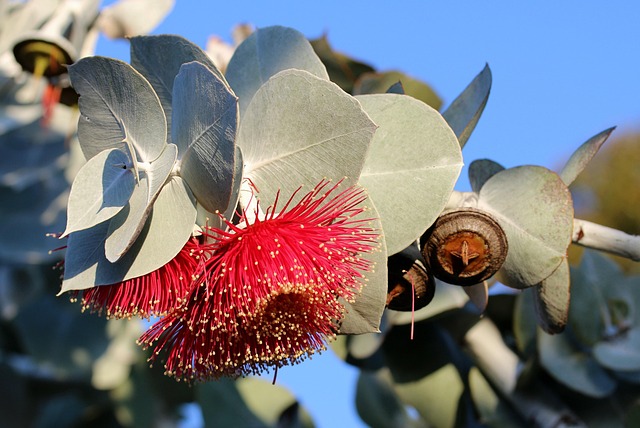 eucalyptus radié