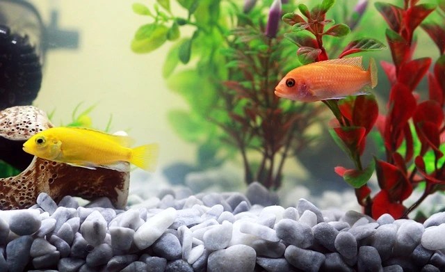 un aquarium sain