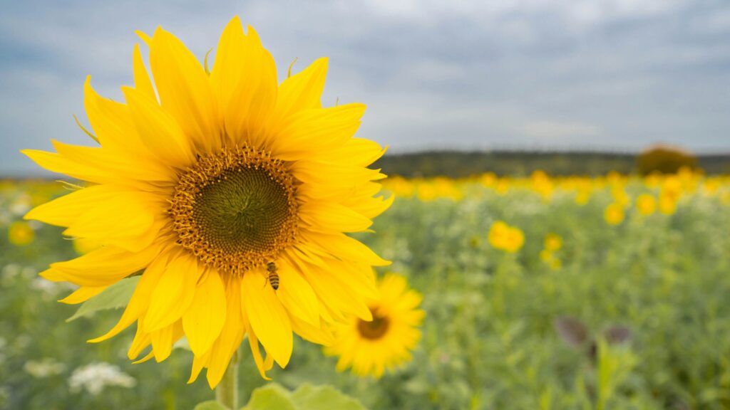 tournesol au soleil
