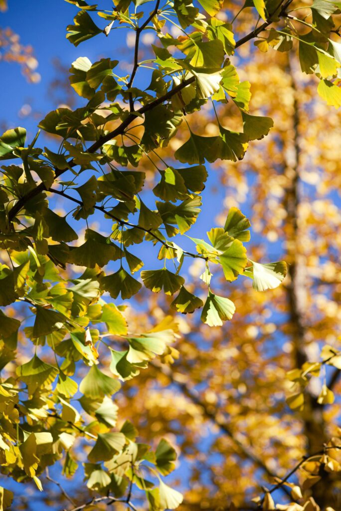 feuilles de ginkgo biloba
