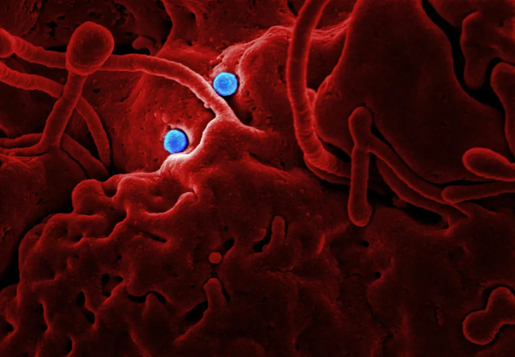 les cellules du corps humain
