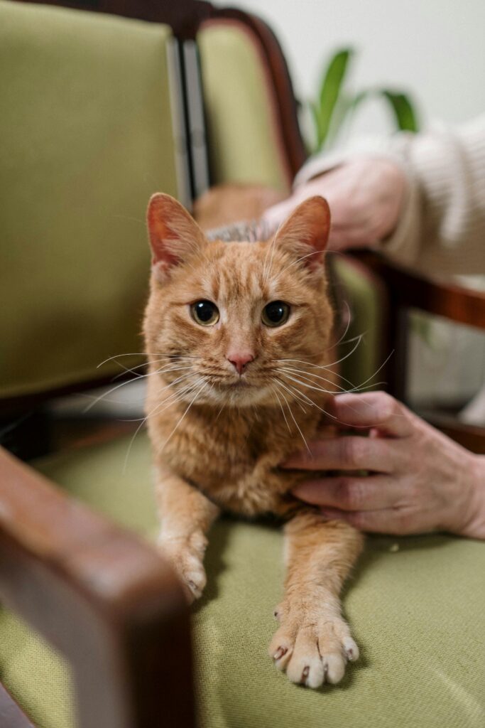 personne agée qui caresse un animal