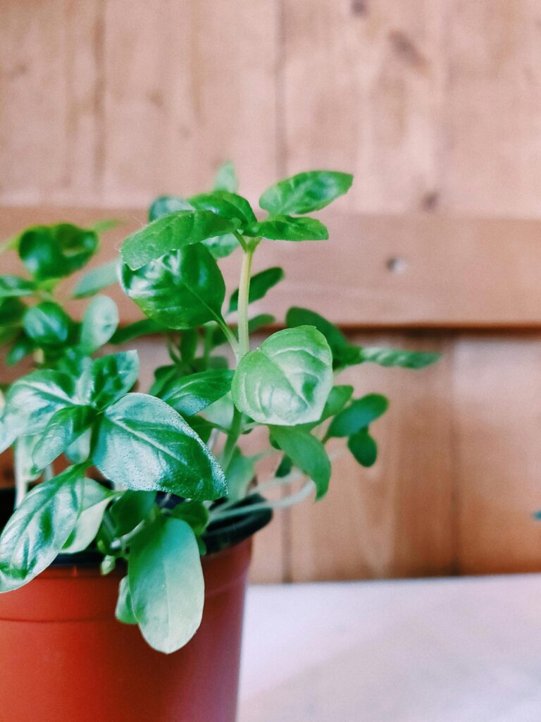 pot de basilic sacré