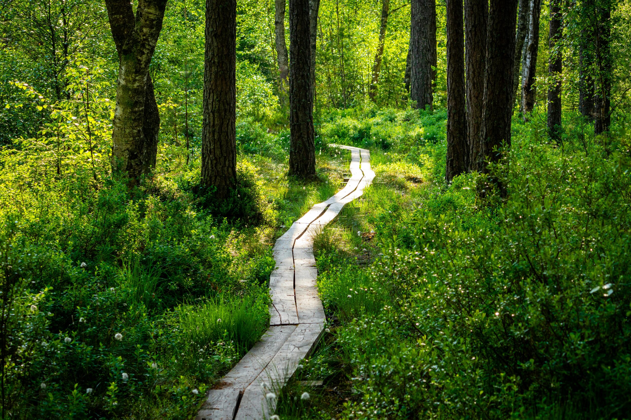 Nature luxuriante