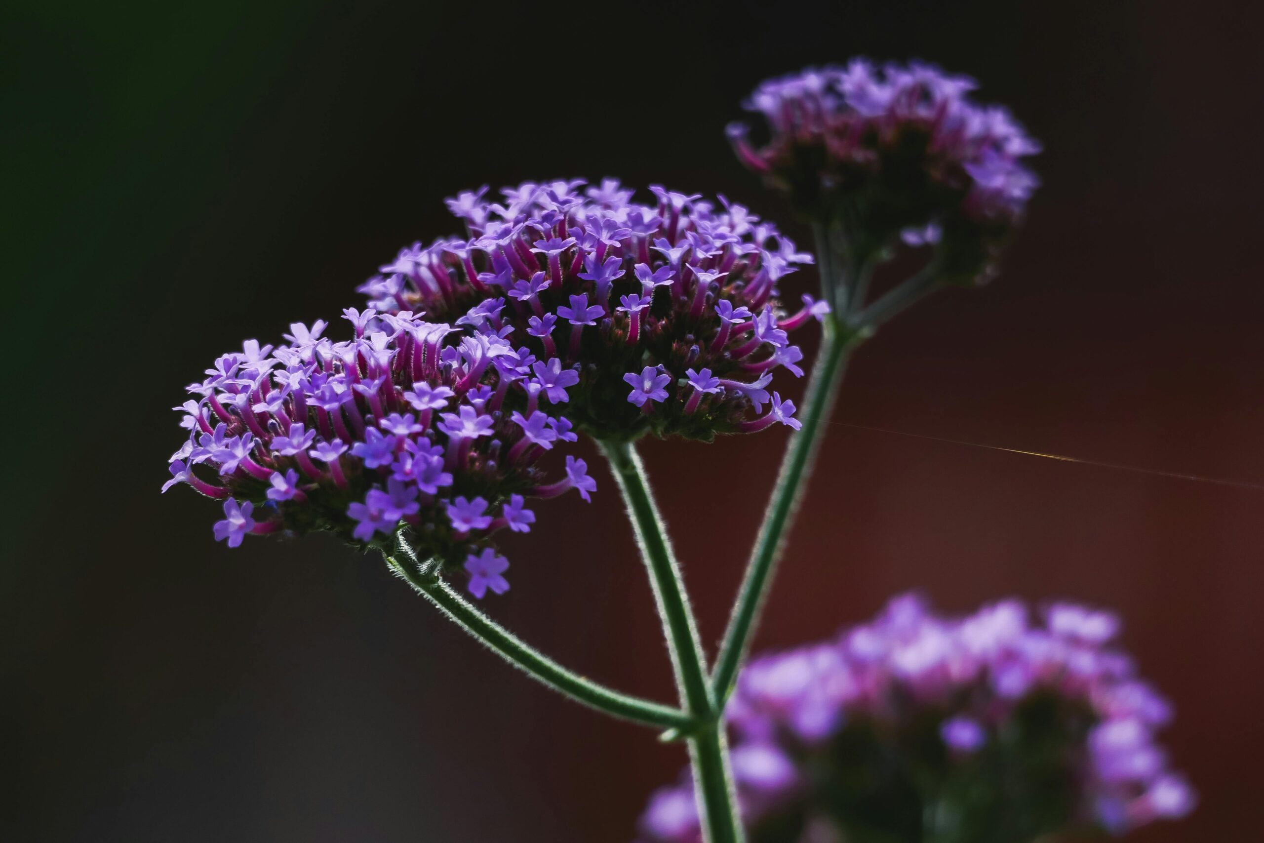 Photo de verveine officinale