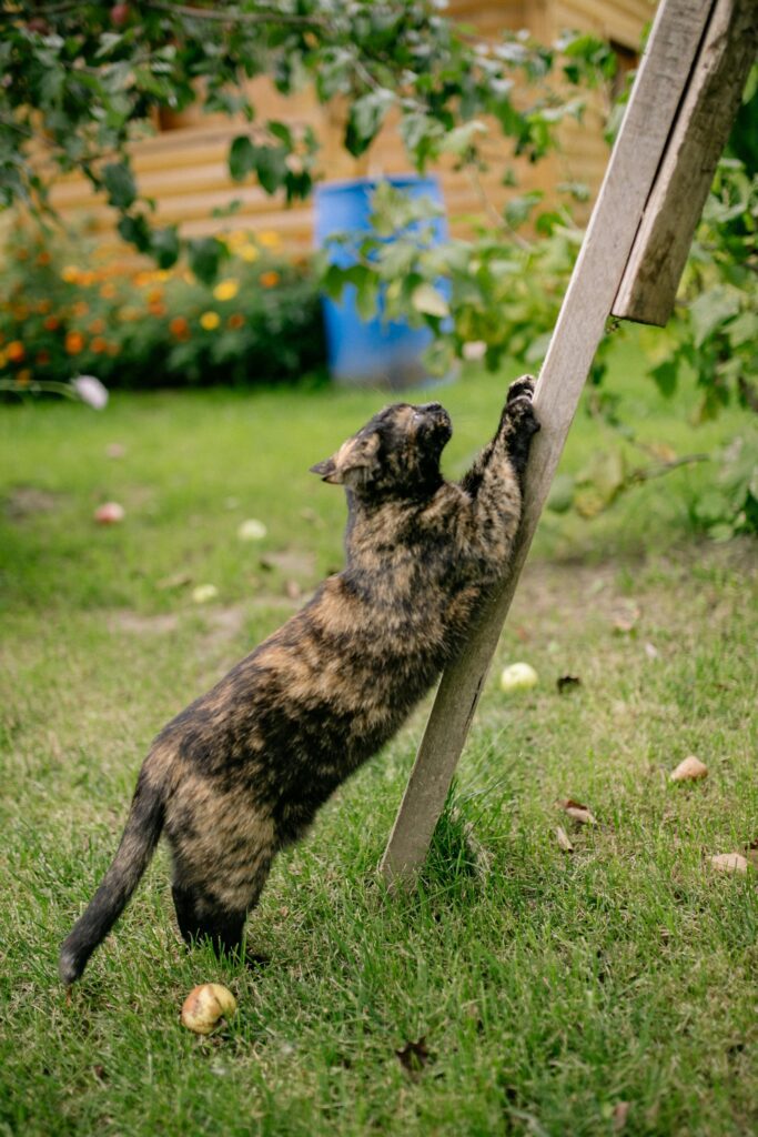 langage corporel du chat