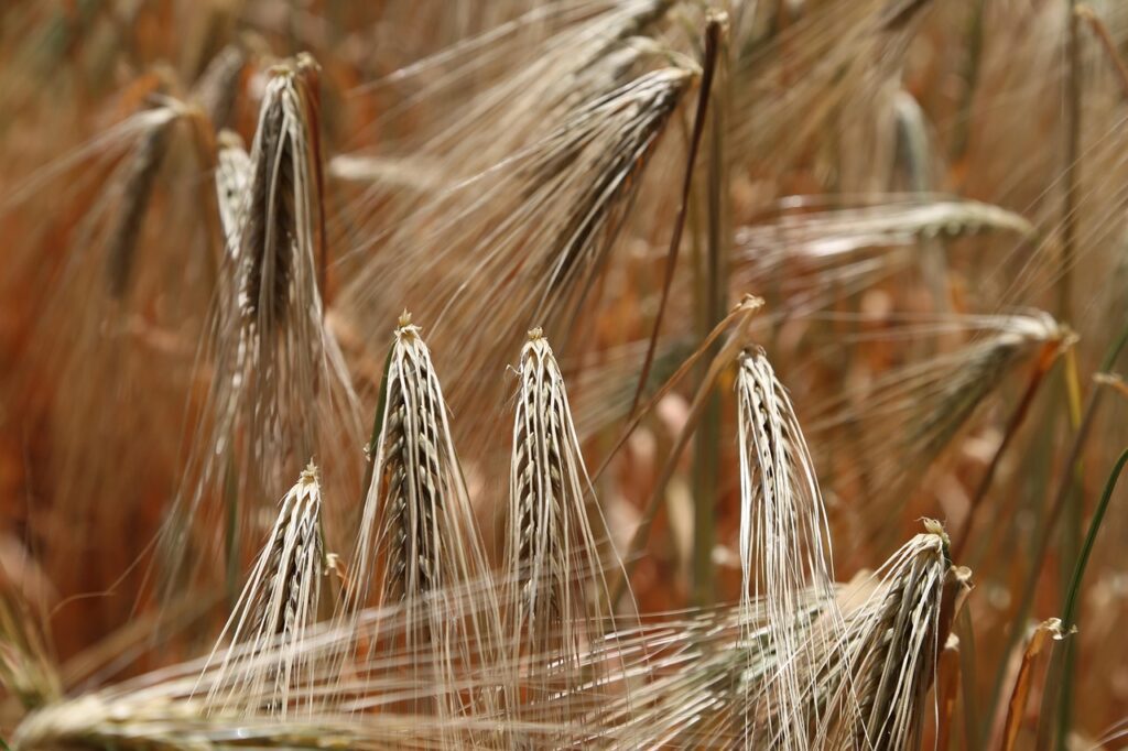 les céréales et le gluten