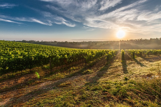 lever de soleil sur les vignes