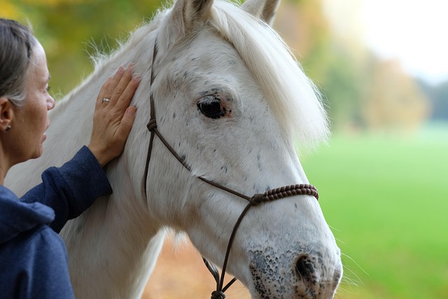 meditation equine